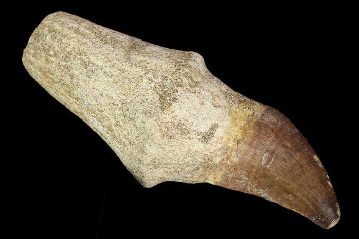 Fossil Rooted Mosasaur (Prognathodon) Tooth - Morocco #116894
